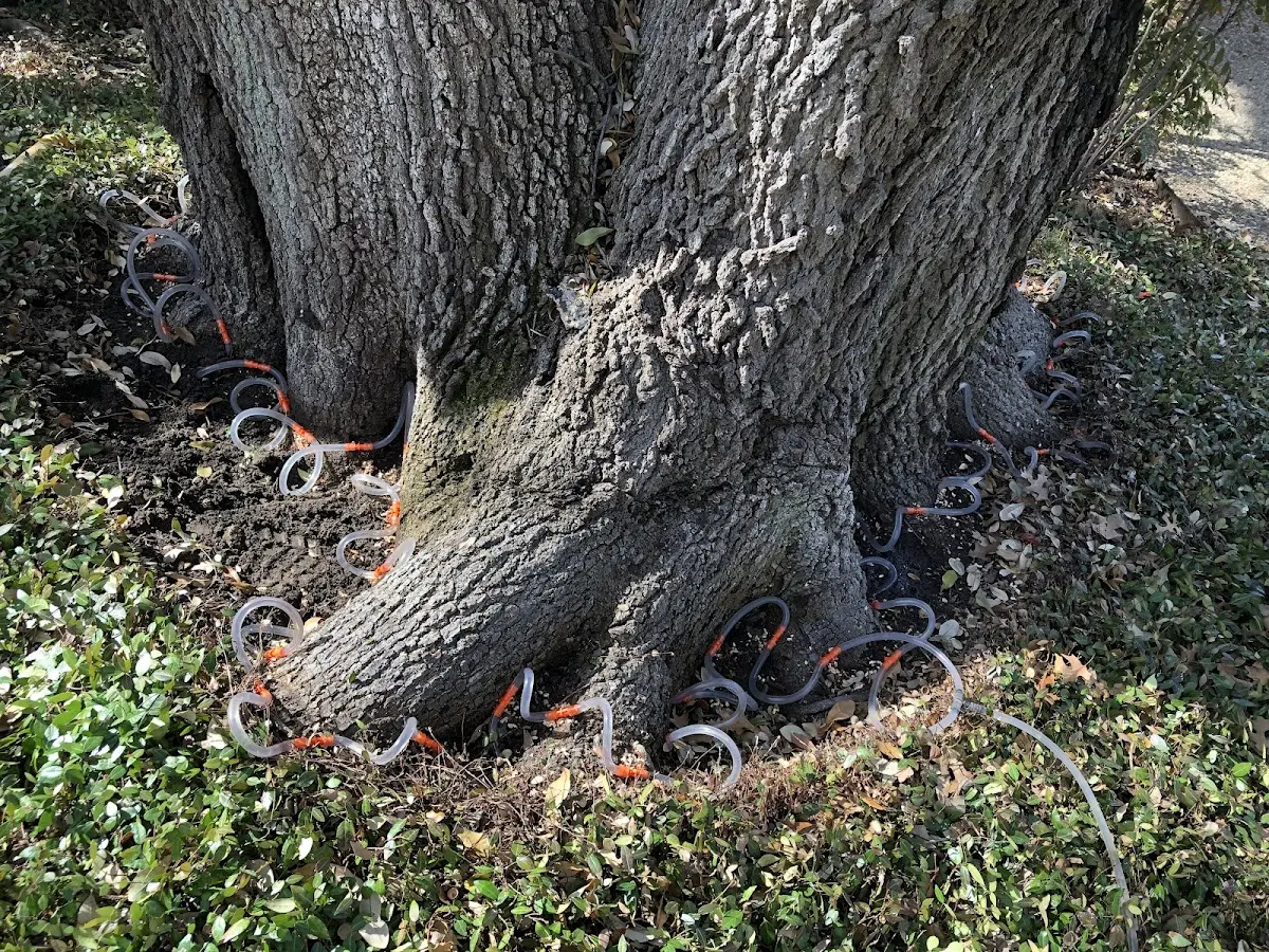 Detailed Tree Cabling and Bracing job site in Watkinsville