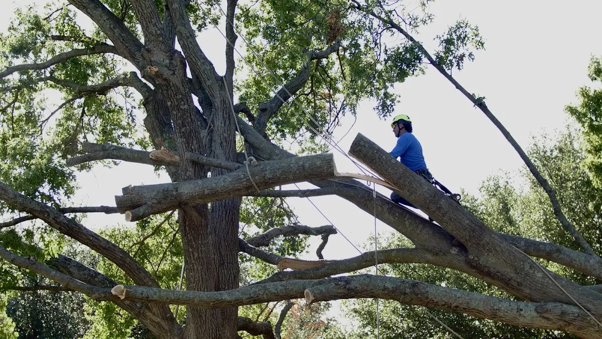 Professional Crown Thinning performed by certified arborists in Watkinsville